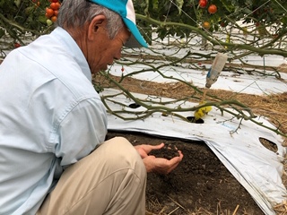 Mr. Arakaki takes care of the tomatoes as if they were his children