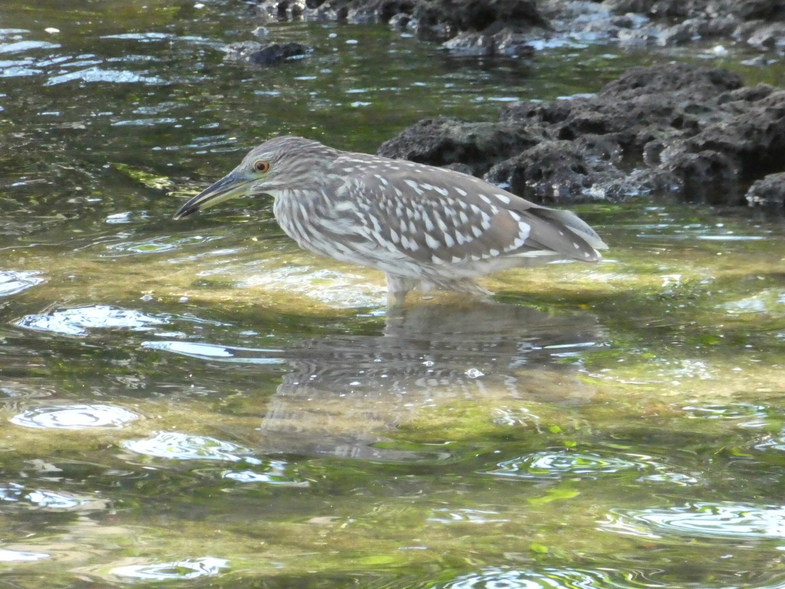 December 12th, 2019, Herrons return to feed off of fish