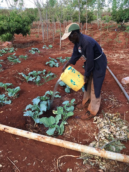 Watering with Activated EM・1 diluted water 