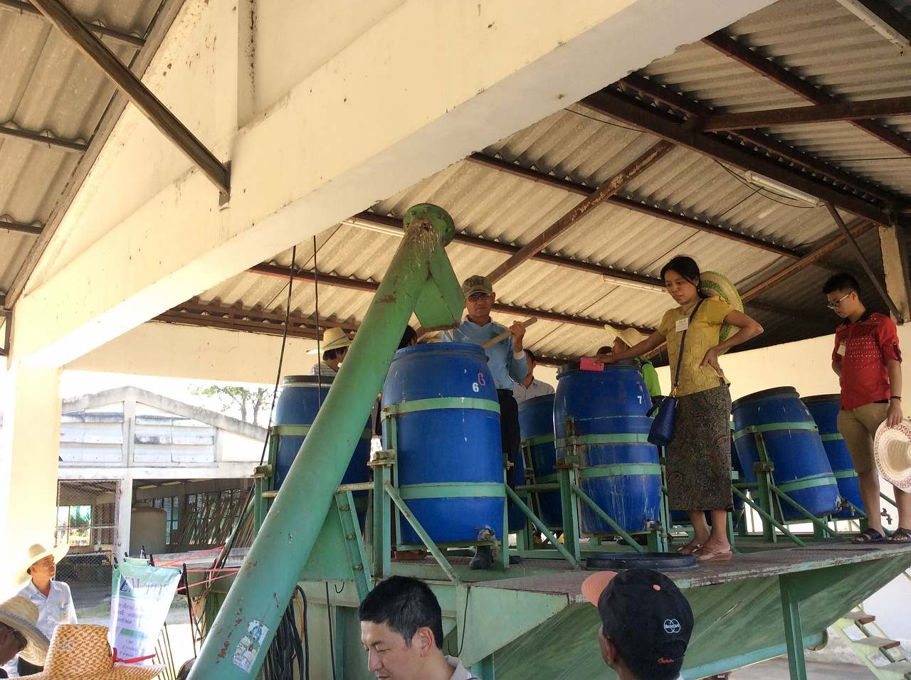 Harvest residue is chopped and transfer to plastic buckets mechanically to be fermented with EM Bokashi and Activated EM