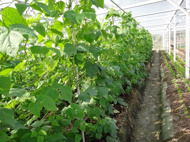 Green house of peas 