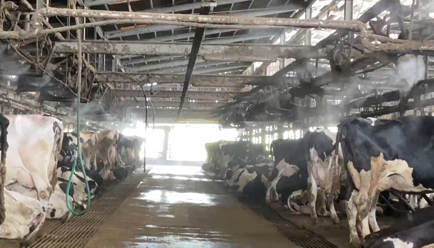 Cleanliness and optimal ventilation to ensure the well-being of the cows