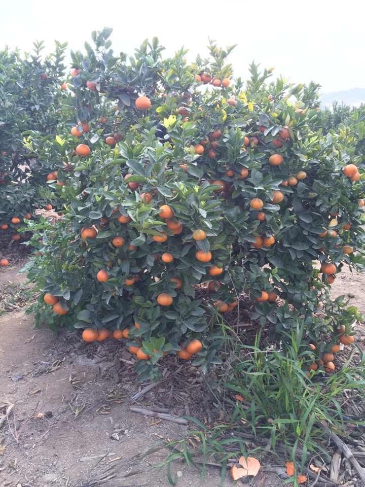 Orange Tree