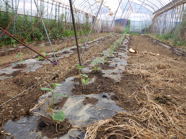 (Photo 3) Planted Seedlings 