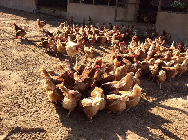 Chicken feed with EM fermented feed improve the laying period to 3 years