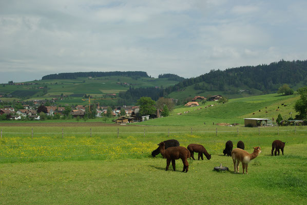 Alpacas of alpakaaktiv also are feed with EM feed