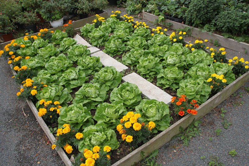 Strong and healthy EM-grown lettuce heads