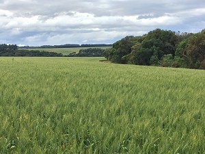 Wheat grow homogeneously