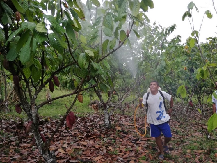 Spraying AEM to cacao trees