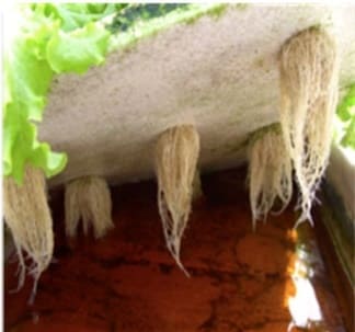 Healthy Roots in Organic Banana Farming