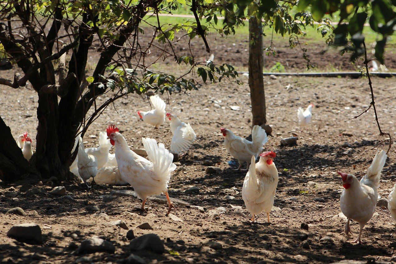 EM Bokashi Boosts Nutritional Feed 