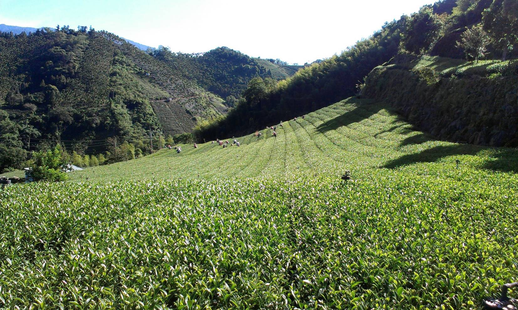 Tropical Fruits on soil with salt damage