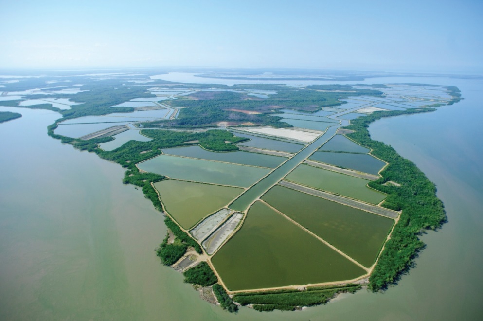 Organic Shrimp Larvae Hatchery