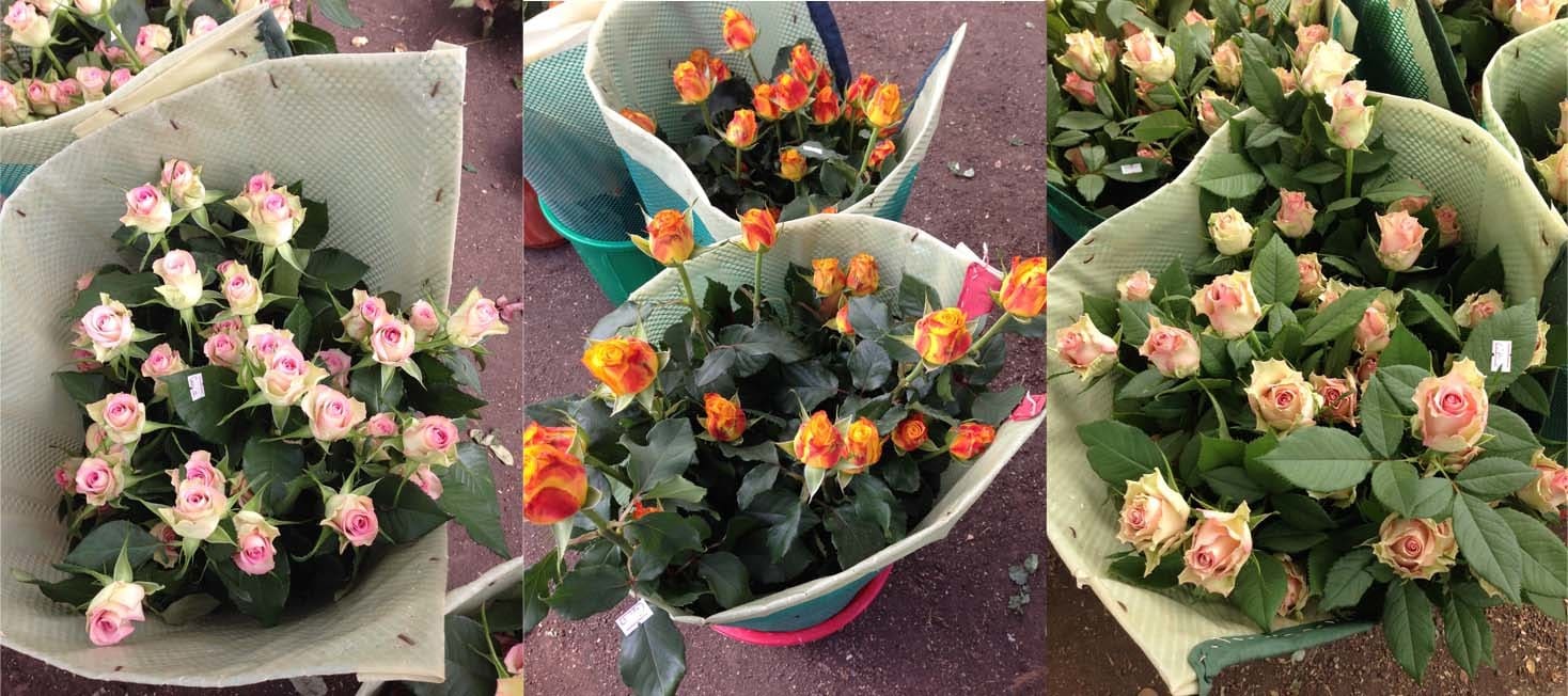 Improving Quality of Flowers 