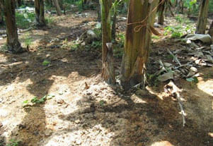 Tropical Fruits on soil with salt damage