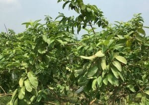 Tropical Fruits on soil with salt damage