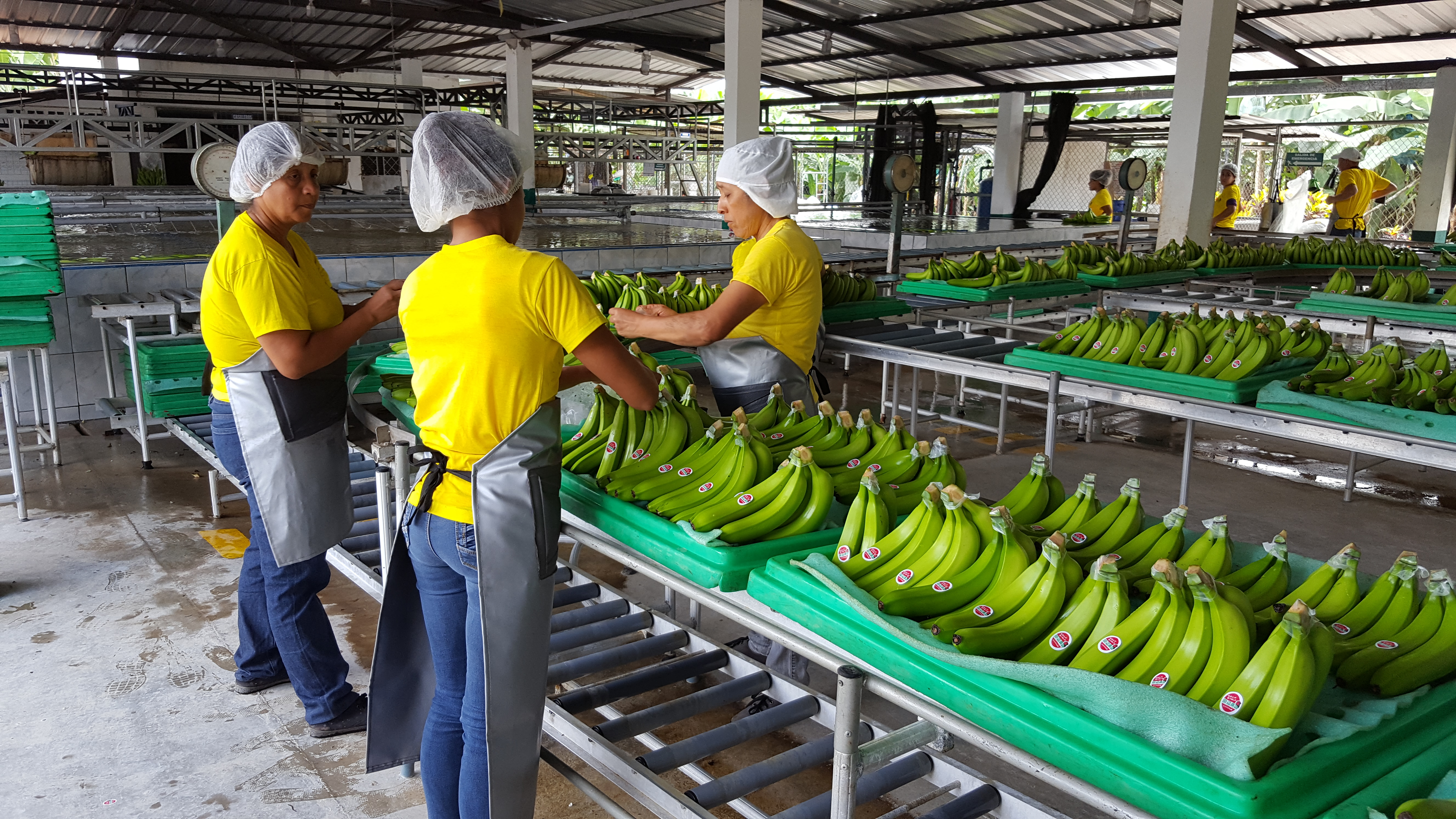 Fungus Diseases in Banana Vanished