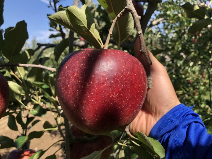 EM agriculture helped an apple orchard recover quickly from flood damage.