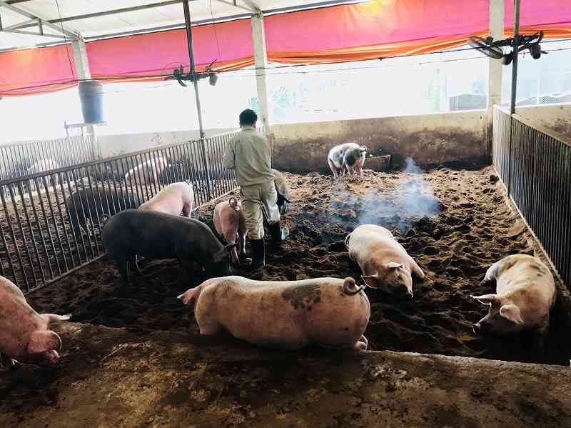Sustainable and Safe Pig Production