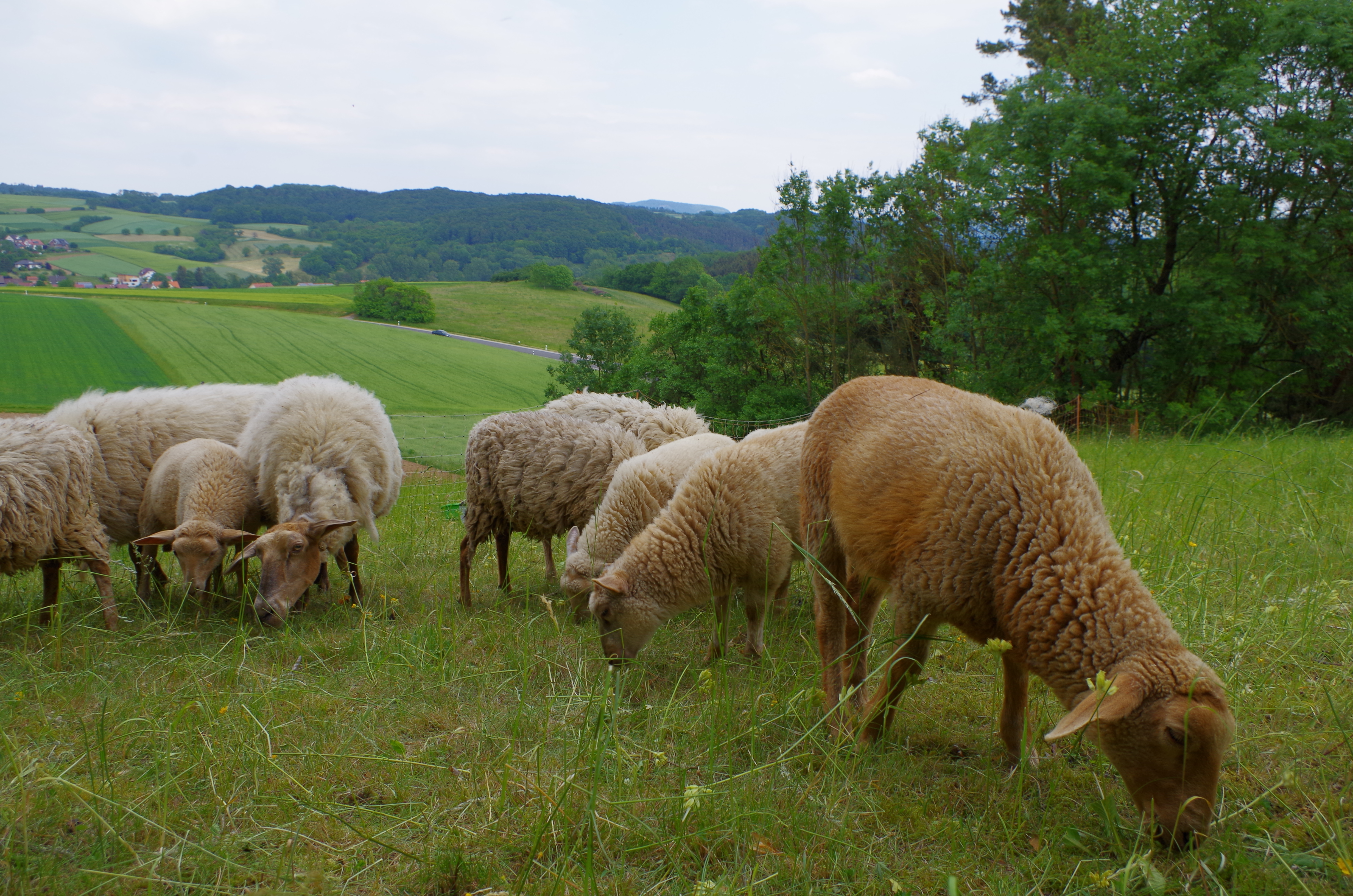 Happy Sheep with Stomach Disease Recovered