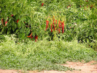 EM1 Boosts Chili-pepper Yield