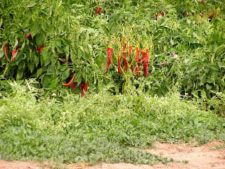 Tropical Fruits on soil with salt damage