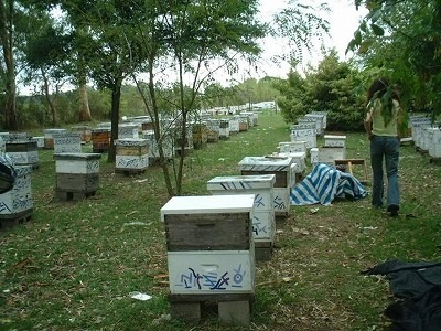 EM Pilot Test in Honeybee Colonies