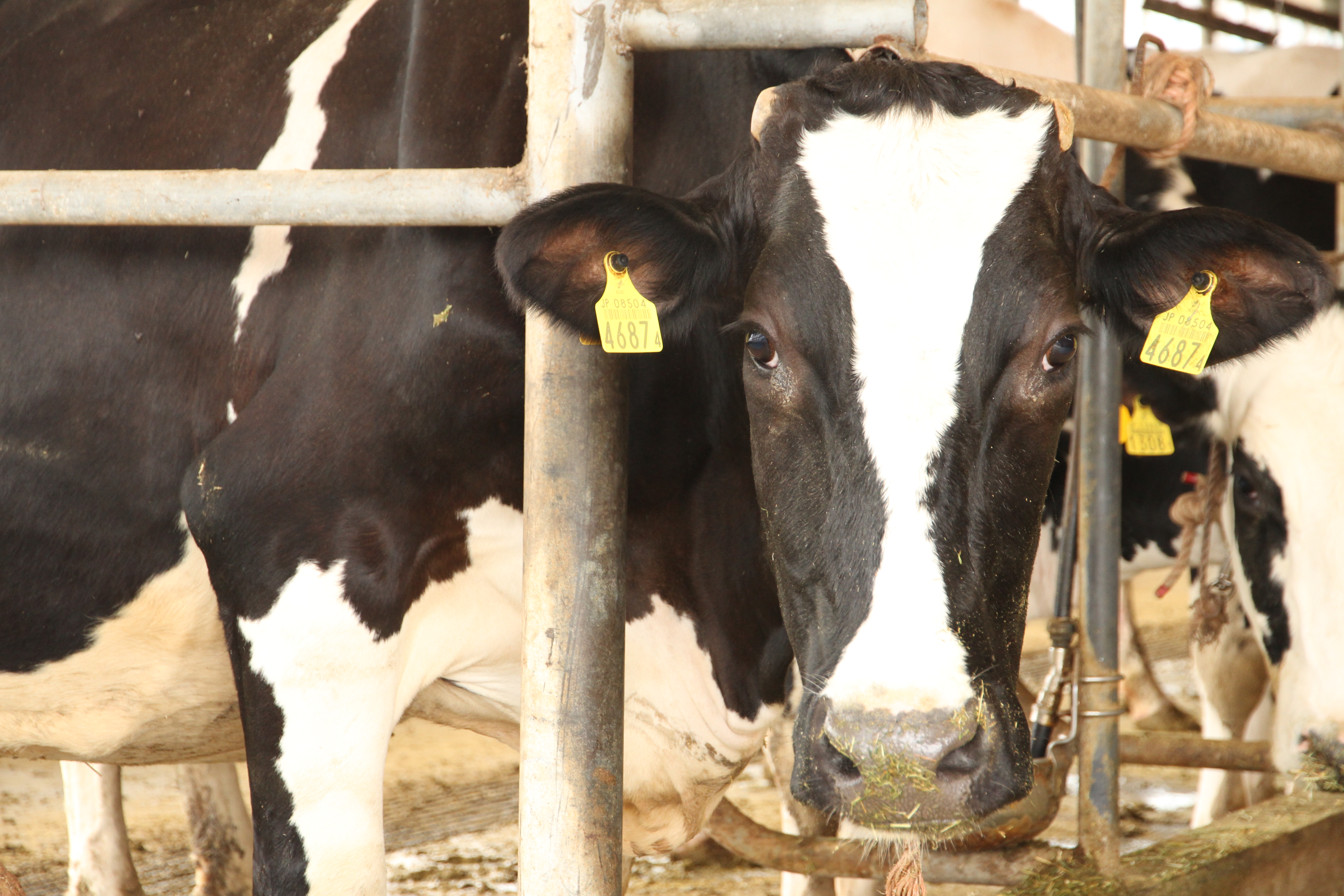 Delicious EM Milk, Less Stress for Cows