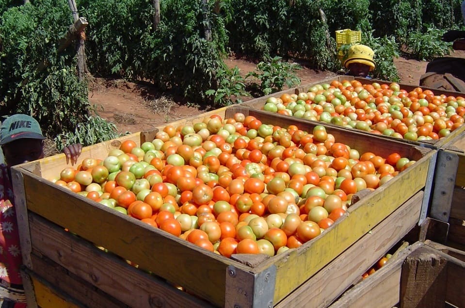 Tropical Fruits on soil with salt damage