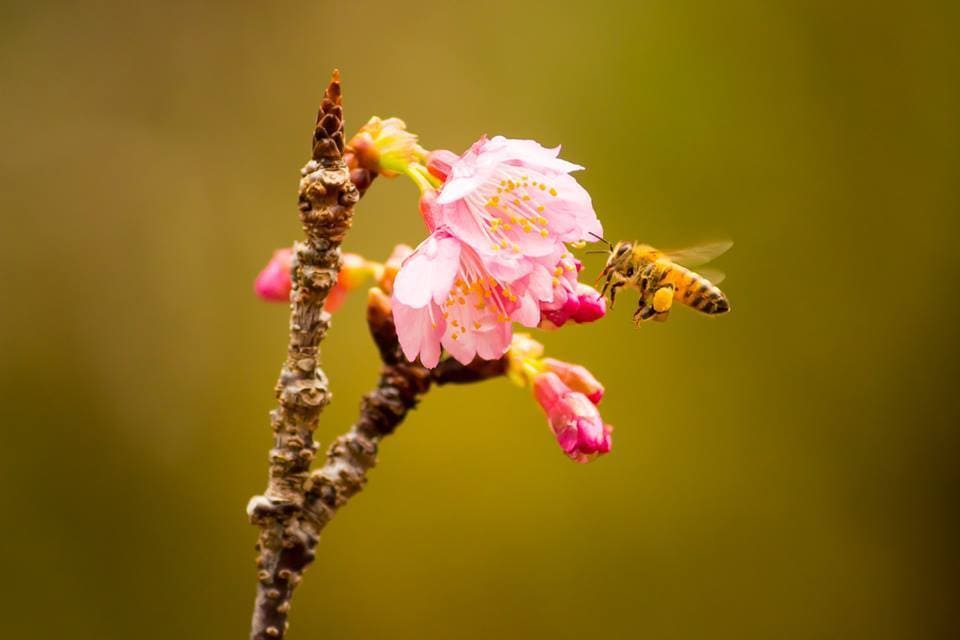 Volunteer Spirit for Growing Cherry Blossom