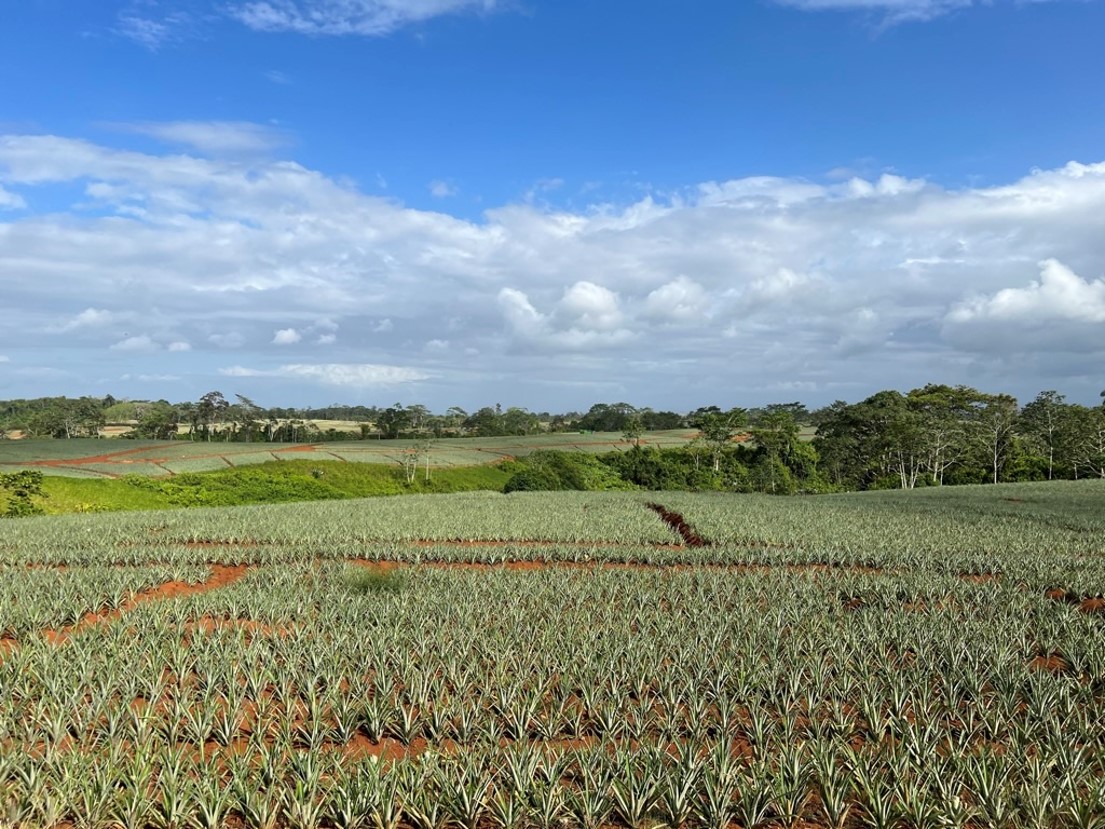 Tropical Fruits on soil with salt damage