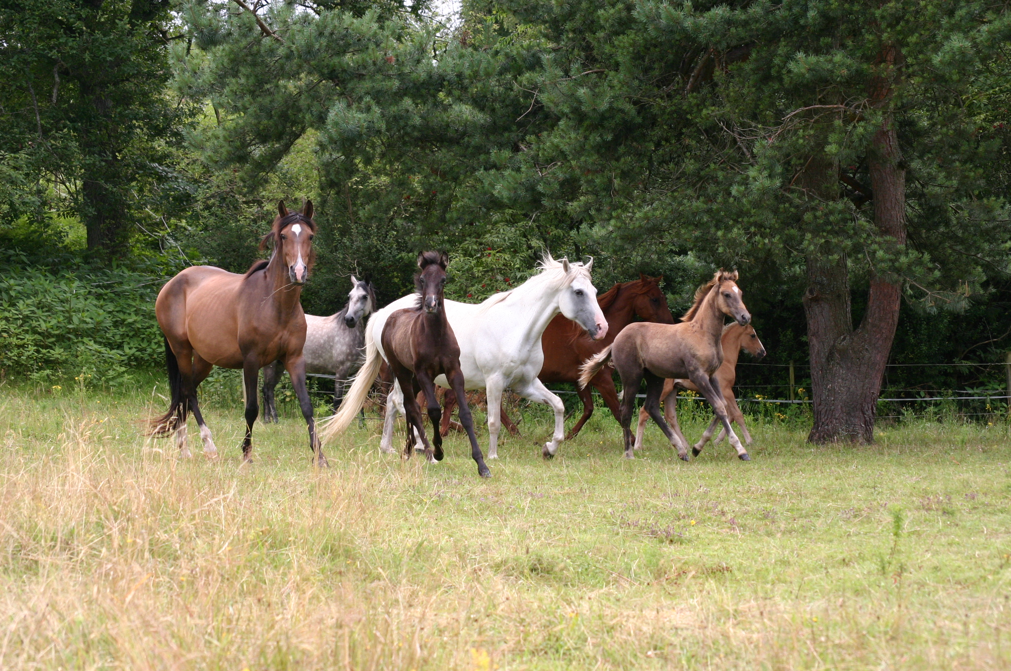 Horses regain health with EM 