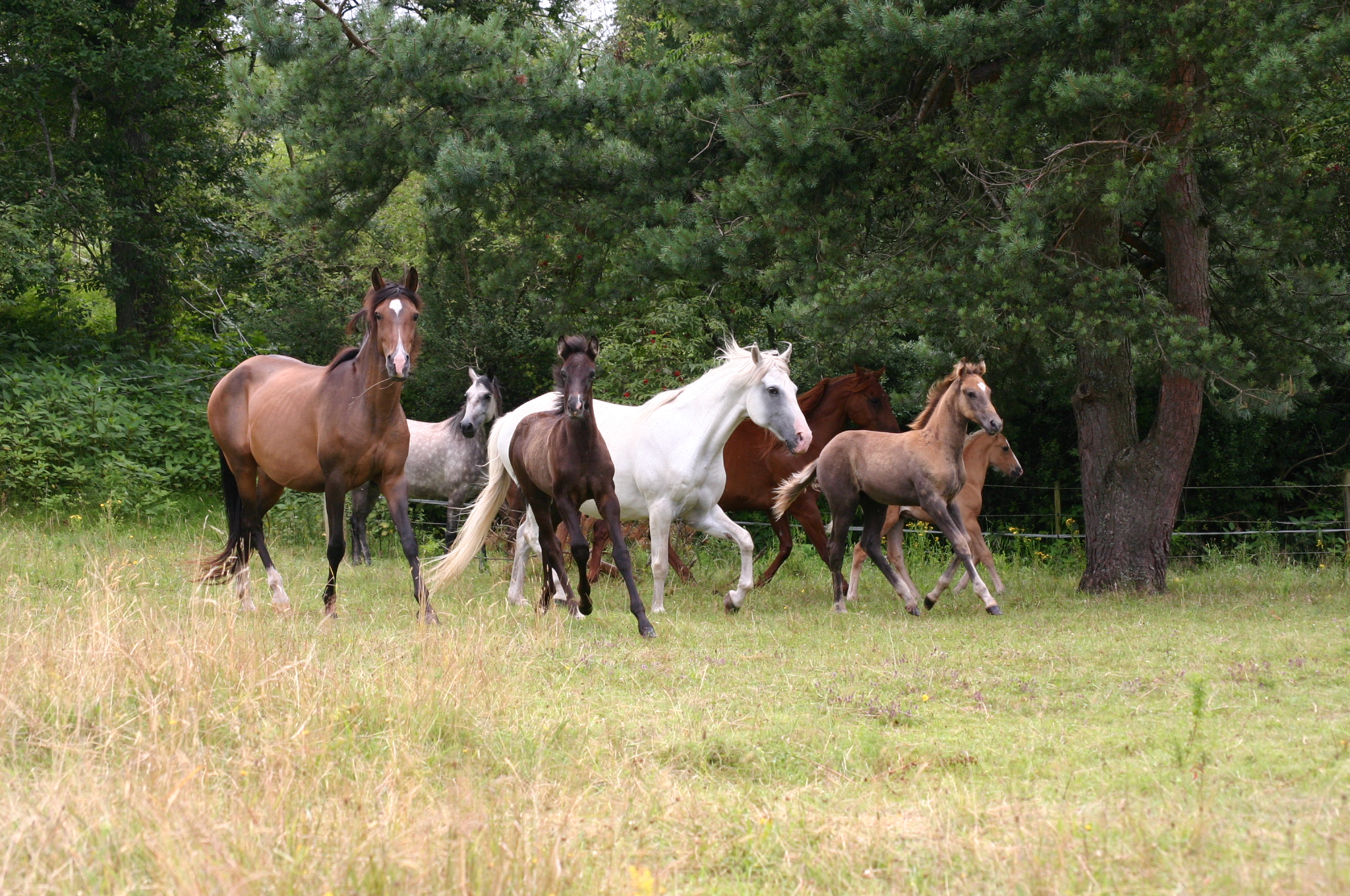 From Desperation to Pride – a doomed mare recovered thanks to EM