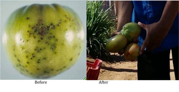 Tropical Fruits on soil with salt damage