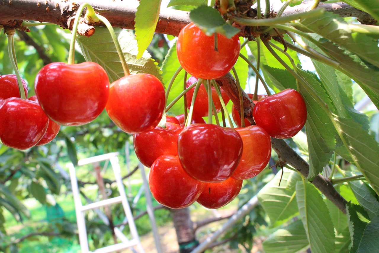 Tropical Fruits on soil with salt damage