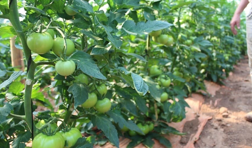 Tropical Fruits on soil with salt damage