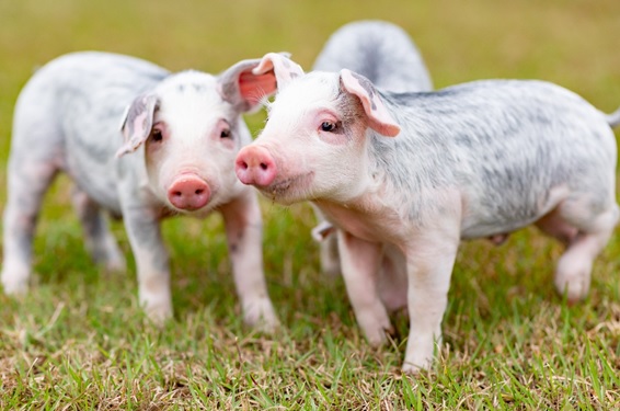 Sustainable and Safe Pig Production