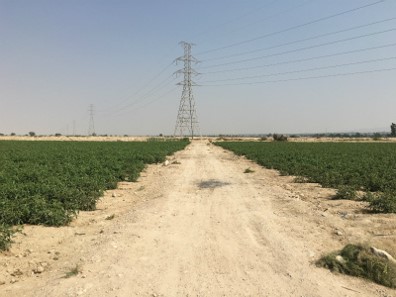 Tropical Fruits on soil with salt damage