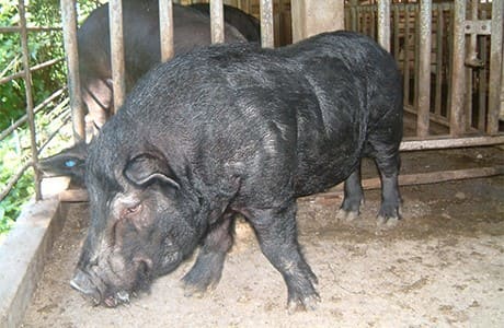 Using Eco Pig Feed