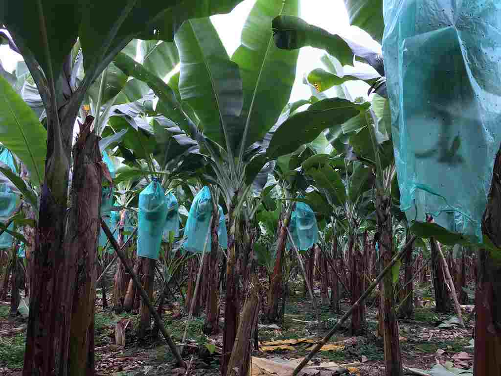 Healthy Roots in Organic Banana Farming