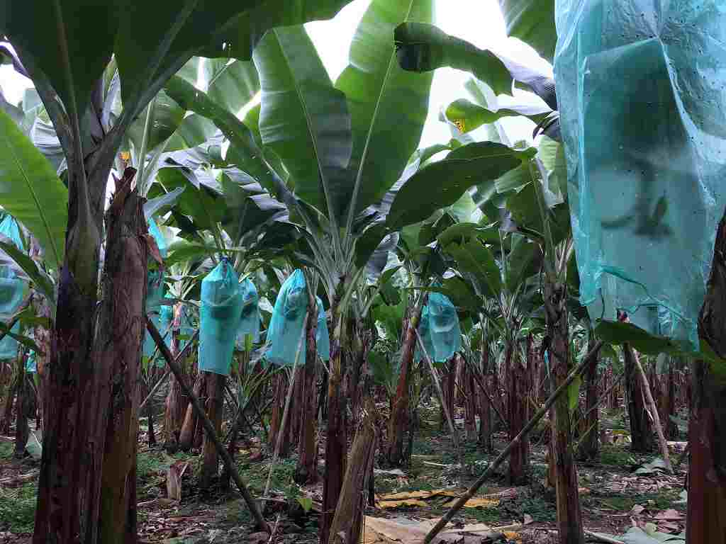 Tropical Fruits on soil with salt damage