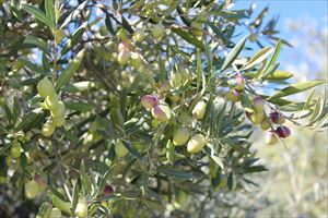 Tropical Fruits on soil with salt damage