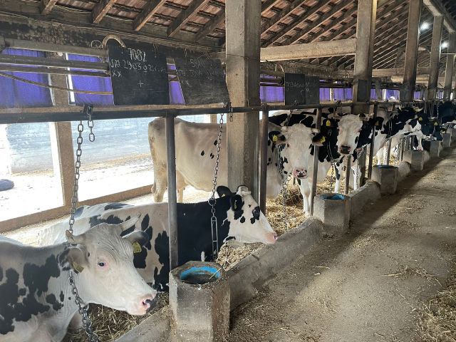 Improving Milk Production in Dairy Cows