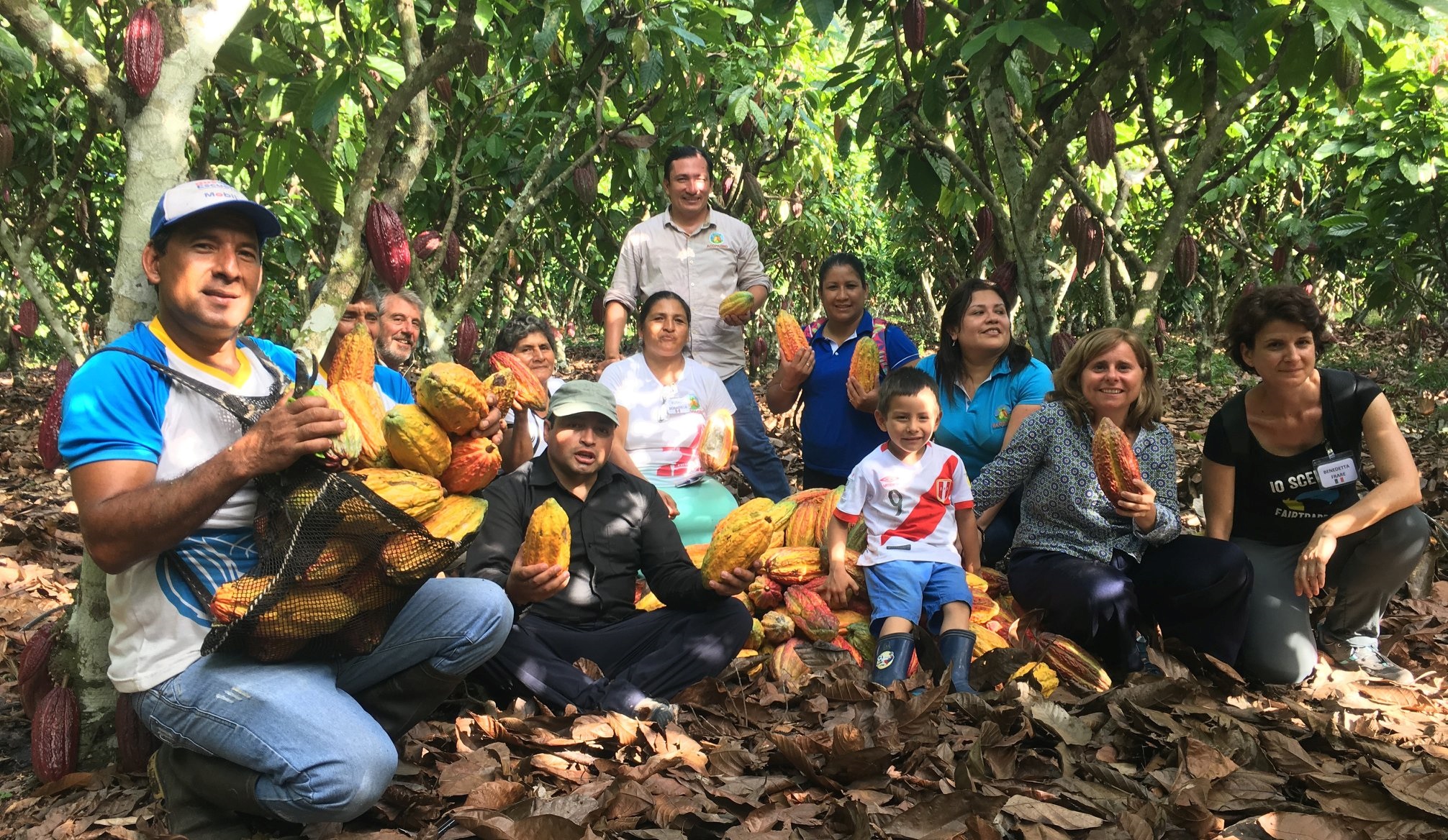 Higher Yield in Organic Cacao Farming