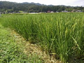 Suzuki Farm will never change its sustainable mind