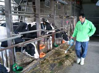 Continuing Dairy Farming in Fukushima, after the earthquake