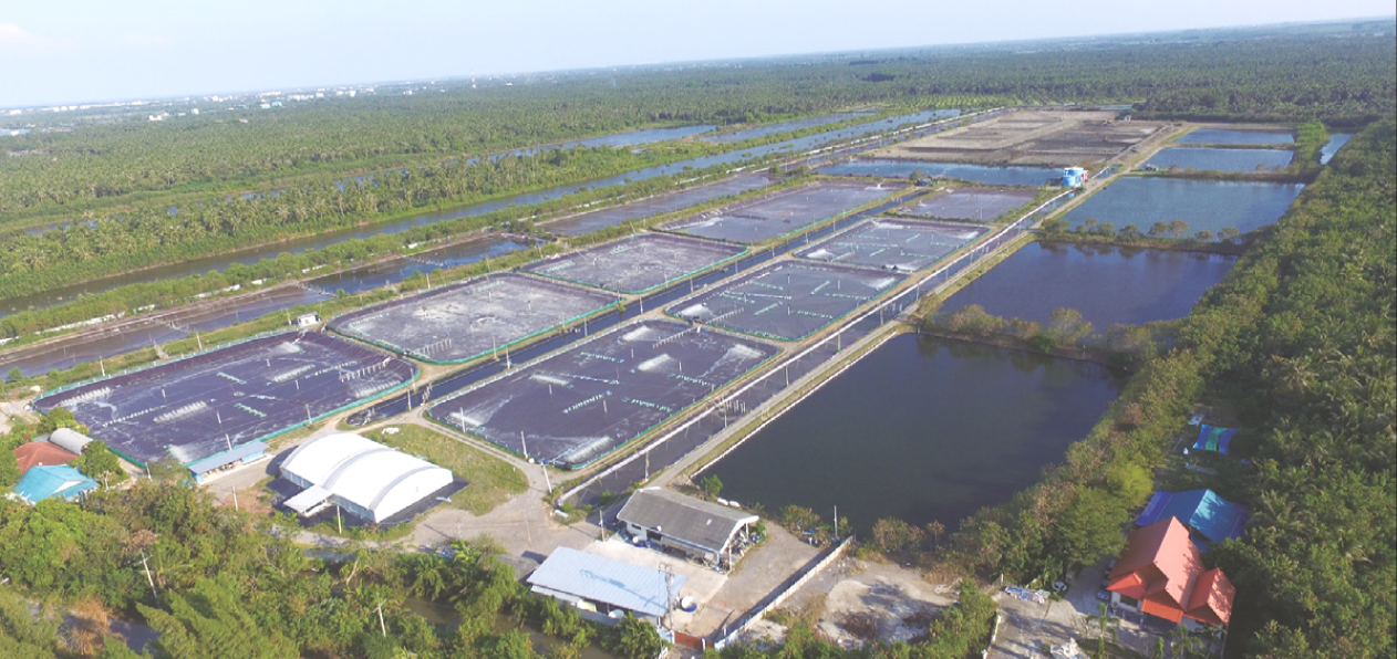100% Water Recycling System in Shrimp Production
