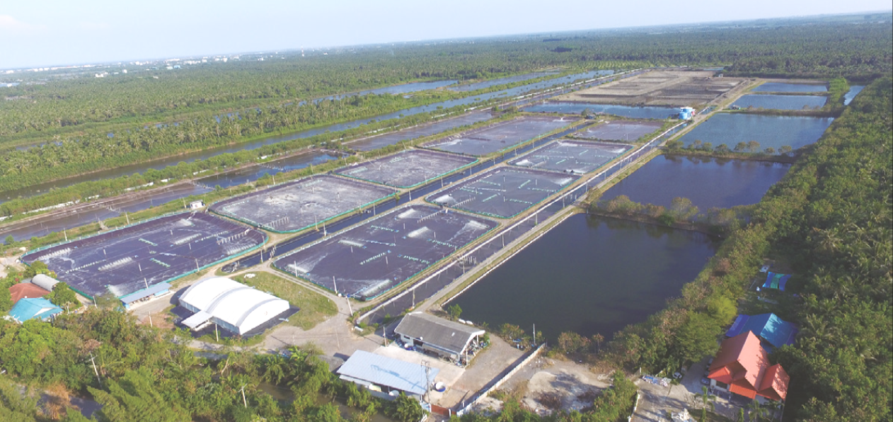 Organic Trout Fish Farming