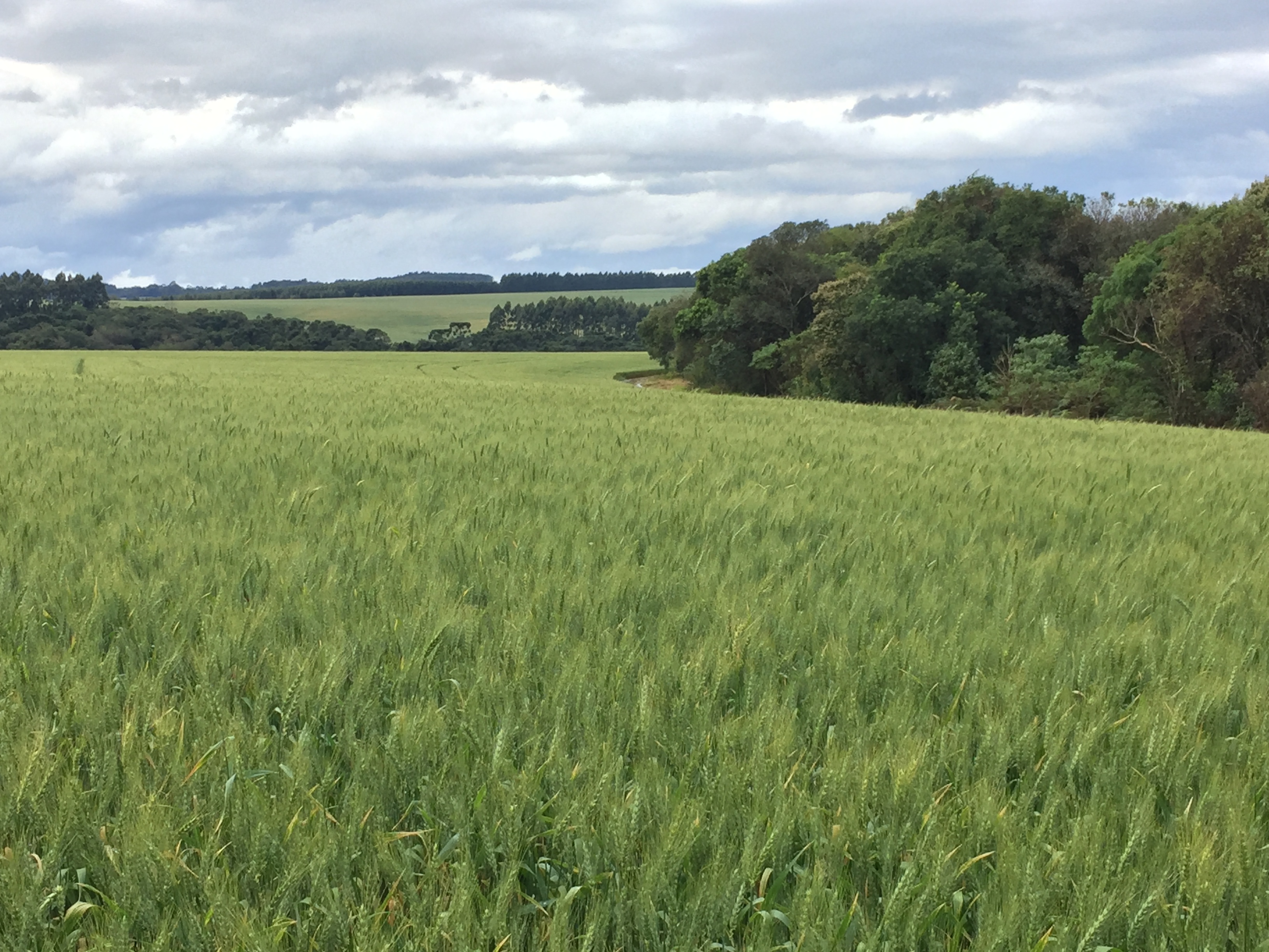 Successful No Tillage Farming