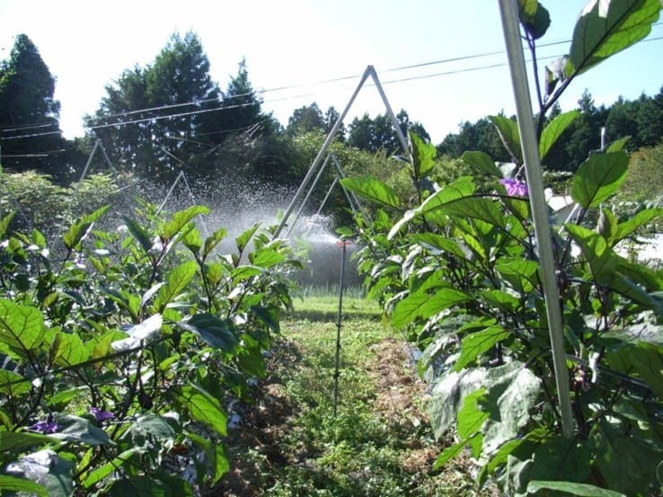 Growing safe vegetable with low cost on radiation hotspot